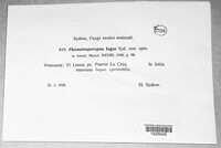 Image of Phomatosporopsis ingae